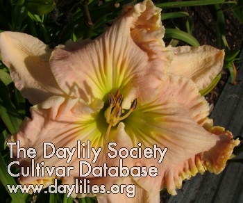 Daylily Only Kindness Matters
